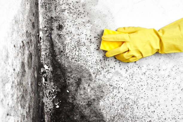 Best Kitchen Mold Remediation in Rocky Mount, VA