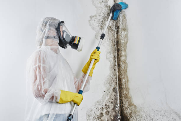 Best Localized Mold Remediation (e.g., coastal areas, humid climates) in Rocky Mount, VA