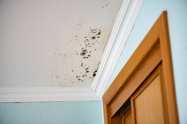 Best Emergency Mold Remediation in Rocky Mount, VA