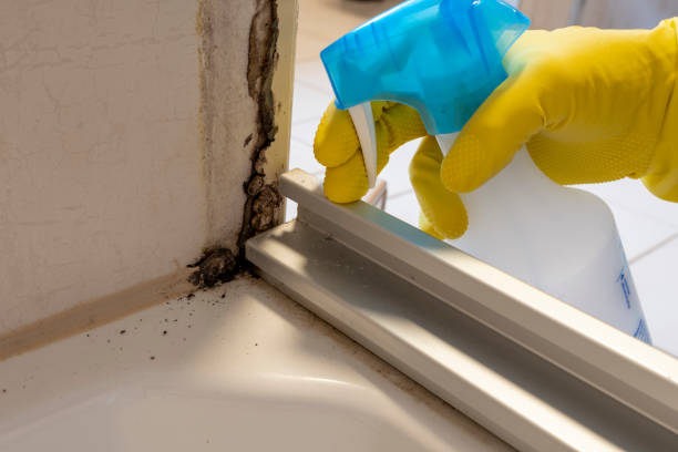 Best Mold Remediation for Specific Building Types in Rocky Mount, VA