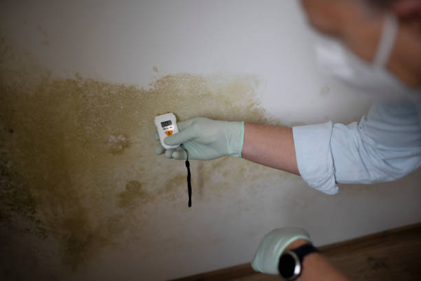 Best HVAC Mold Remediation in Rocky Mount, VA