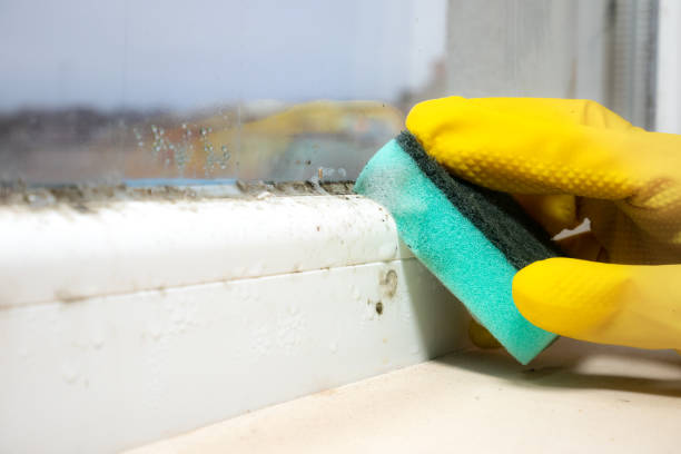 Best Black Mold Remediation in Rocky Mount, VA