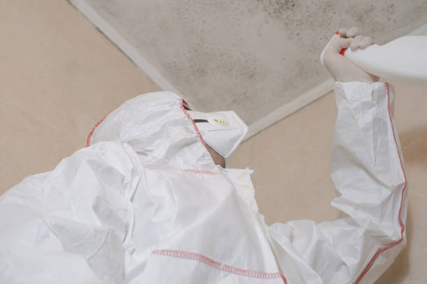 Best Black Mold Remediation in Rocky Mount, VA