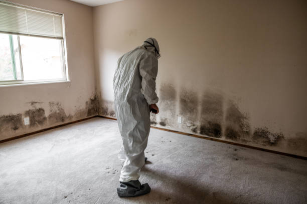 Best Emergency Mold Remediation in Rocky Mount, VA