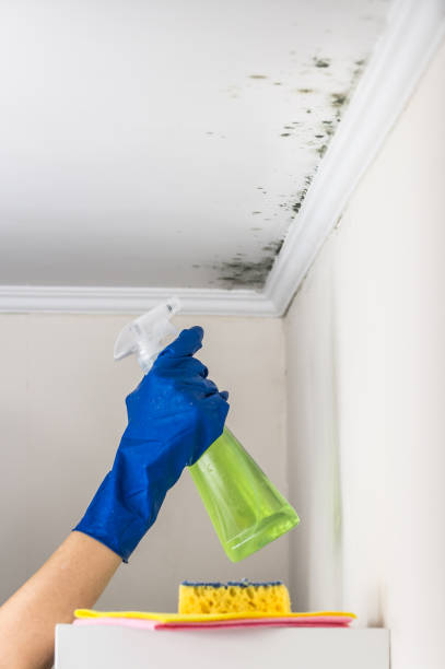  Rocky Mount, VA Mold Removal Pros