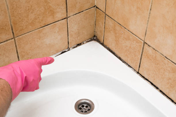 Best Industrial Mold Remediation in Rocky Mount, VA